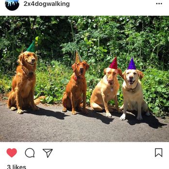 2x4 Dog Walking - Our dog with his 2x4 Walking Pals!! - Dog Walkers Near Me 2x4 Dog Walking - Our dog with his 2x4 Walking Pals!! - Dog Walkers Near Me