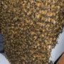 Photo of Miller Bee's