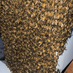 Miller Bee's - Bee swarm collected from an apartment balcony in Sacramento, Ca
