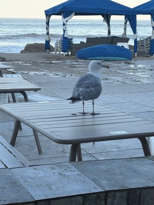 Ballard's Beach Resort by null