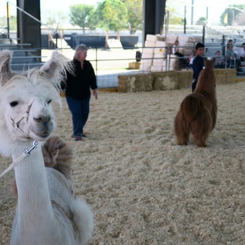 Riverside County Fairgrounds - Llamas during the judging - Festivals Near Me - Indio, California
