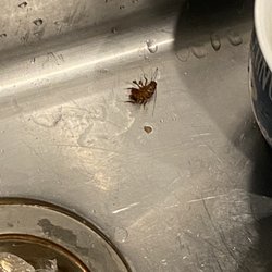 McDonald's - ROACH