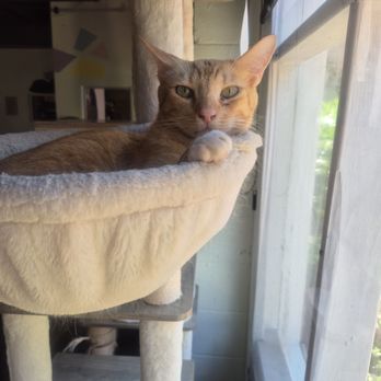 The Cat Cafe - Mango - Coffee & Tea Near Me - San Diego, California
