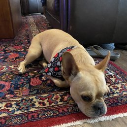 Dozer Dozer