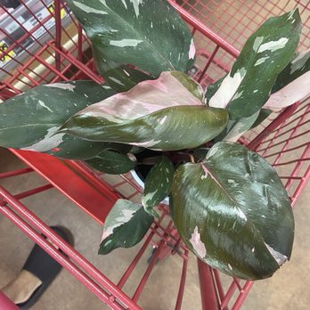 Trader Joe's - Pink princess - Grocery Near Me - Springfield, Virginia