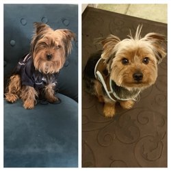 Pooches Playground - Before and after he looks younger.