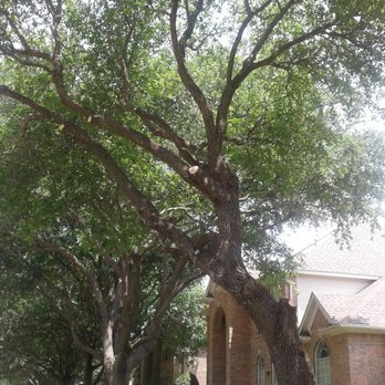 Texas Treescaping Experts - a large tree in front of a house - Tree Services Near Me - Wills Point, Texas