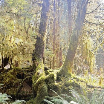 Hoh Rainforest - Hiking Near Me - Forks, Washington Hoh Rainforest - Hiking Near Me - Forks, Washington