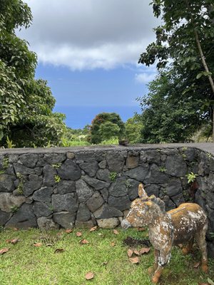 Kona Coffee Living History Farm by null