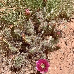 Great desert landscapes Great desert landscapes