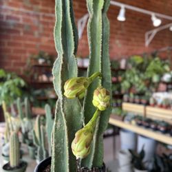 Plant People Shop - Beautiful selection of cactus!