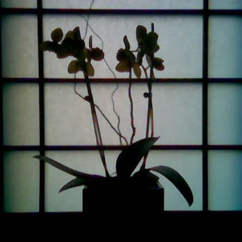 O Ya - Orchid in entryway. - Japanese Near Me - Boston, Massachusetts O Ya - Orchid in entryway. - Japanese Near Me - Boston, Massachusetts