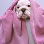 Super Dogs & Cats