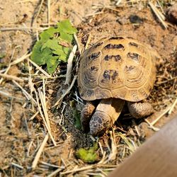 Jungle of Niles Outlet - Turtle