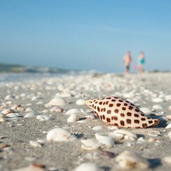 Periwinkle Cottages of Sanibel - What treasures will you find at the private beach at the Periwinkle Cottages?