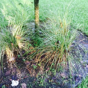 Lawnsense - Planters and around trees will start looking like that - it was clean prior to their maintenance - Landscaping Near Me - Naples, Florida Lawnsense - Planters and around trees will start looking like that - it was clean prior to their maintenance - Landscaping Near Me - Naples, Florida