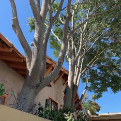 Bellizzi Tree Service - Before