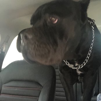A Pet's Paradise - Getting some Victor! - Pet Stores Near Me - Denver, Colorado