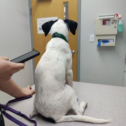 Annie waiting for Dr. Powers for a wellness exam. :) Annie waiting for Dr. Powers for a wellness exam. :)
