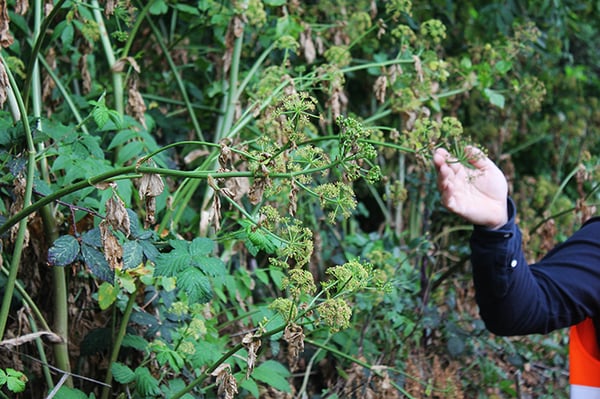 Parc aux Angéliques by null