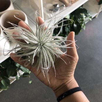 Pigment - hairy looking air plant - Home Decor Near Me - San Diego, California Pigment - hairy looking air plant - Home Decor Near Me - San Diego, California