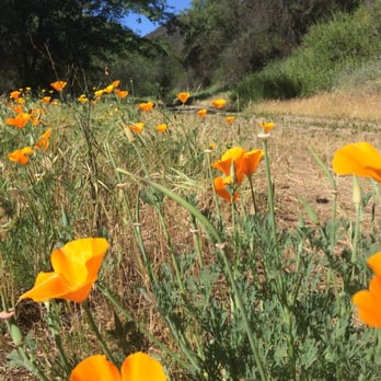 Murphy Ranch Trail - Poppy season along the trail to the barn - Hiking Near Me