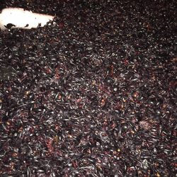 California WineWorks - Fermentation