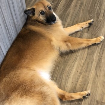 Doggiessimo - Pet Groomers Near Me - Seattle, Washington