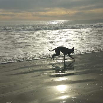 Coronado Dog Beach - My borador running on the beach - Beaches Near Me - Coronado, California Coronado Dog Beach - My borador running on the beach - Beaches Near Me - Coronado, California