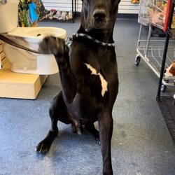 Woody's Dog Wash & Boutique