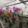 Photo of Orchids Garden Centre & Nursery