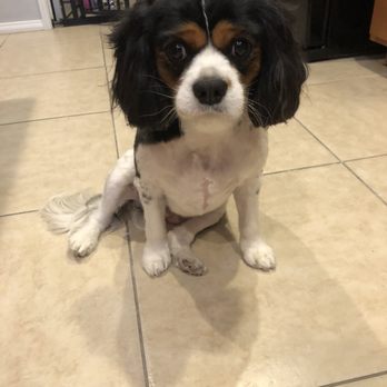 FURology Pet SPaw - Pet Groomers Near Me - Santee, California FURology Pet SPaw - Pet Groomers Near Me - Santee, California