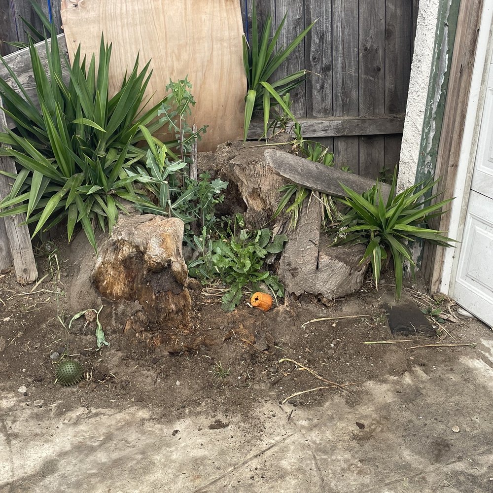 Royal Tree Service - Before - Tree Services Near Me - Sunland, California Royal Tree Service - Before - Tree Services Near Me - Sunland, California