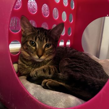 Angels With Paws - Animal Shelters Near Me - Lakewood, Colorado Angels With Paws - Animal Shelters Near Me - Lakewood, Colorado
