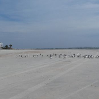 Porpoise Point - So of the local residents (literally) - Beaches Near Me - St. Augustine, Florida