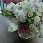 Photo of Paloma Blooms