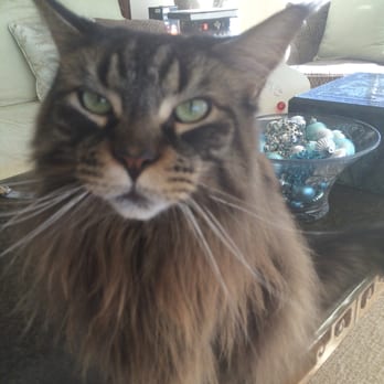 Nado Pet Care - Pet Sitting Near Me - Coronado, California Nado Pet Care - Pet Sitting Near Me - Coronado, California
