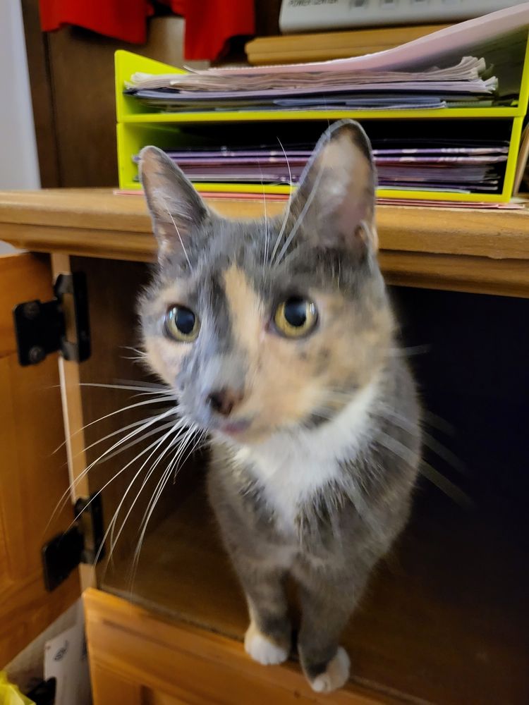 THE FELINE MEDICAL CENTER Updated May 2024 19 Reviews 3 Swimming