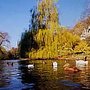 Photo of Busbridge Lakes