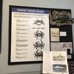 Tangier Island - Know your crabs