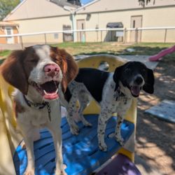 Creature Comforts Pet Resort