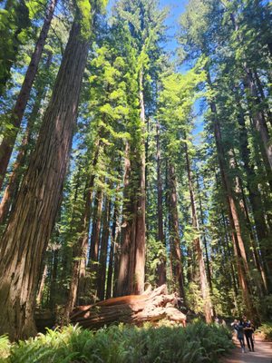 Jedediah Smith Redwoods State Park by null