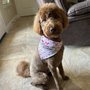 Photo of Woof Gang Bakery - Fulshear