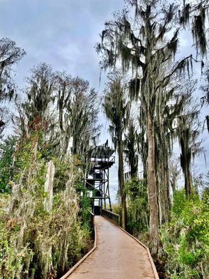 Okefenokee National Wildlife Refuge by null