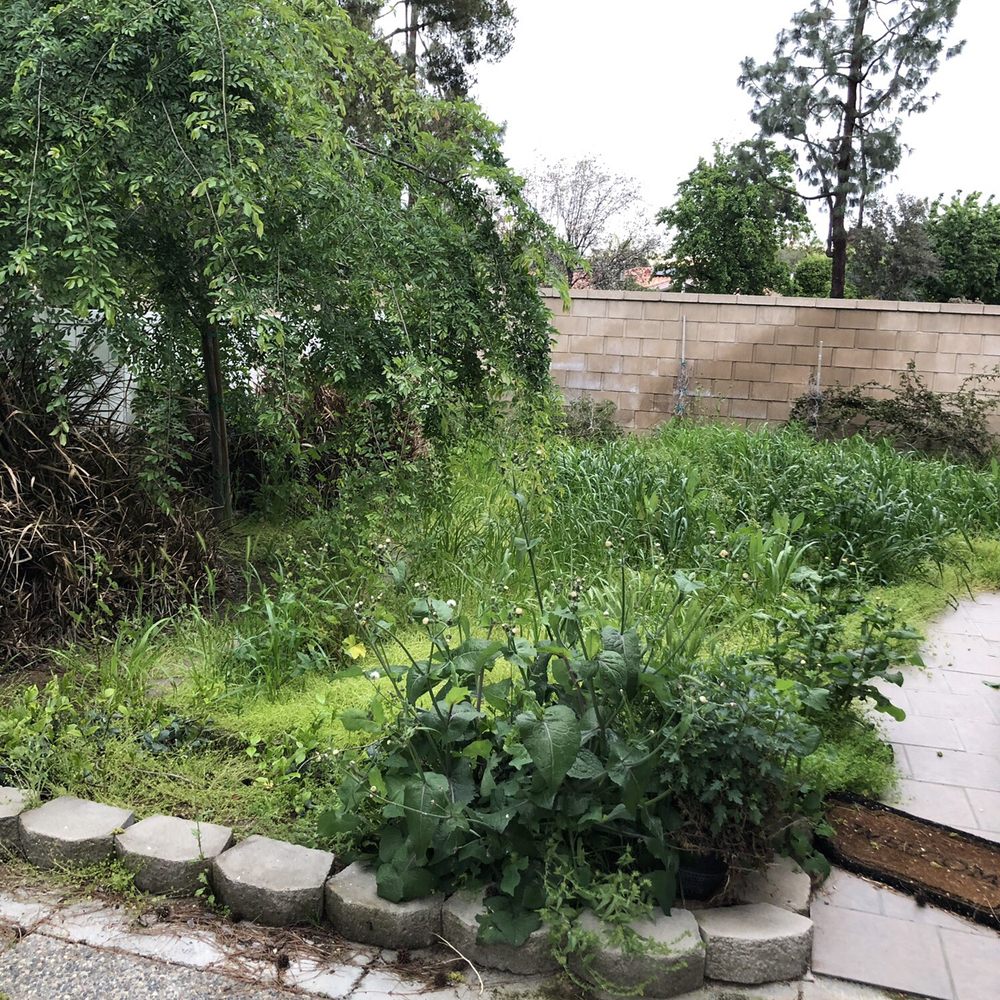 Poma Landscaping - Before - Landscaping Near Me - Bakersfield, California Poma Landscaping - Before - Landscaping Near Me - Bakersfield, California