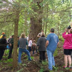 Deer Meadow Campground - Susquehannock Hemlock, PA state champ. Largest Hemlock by Volume North of the Great Smoky Mountains