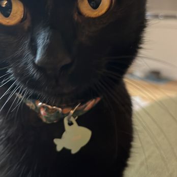 Brooklyn Cat Sitting - My fur baby upon arrival - Pet Sitting Near Me Brooklyn Cat Sitting - My fur baby upon arrival - Pet Sitting Near Me