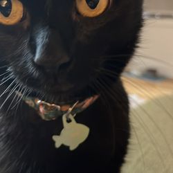 Brooklyn Cat Sitting - My fur baby upon arrival 