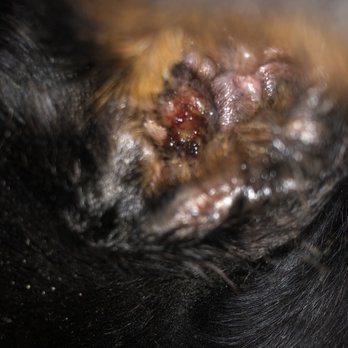 Petco - After surgery picture of ear - Pet Stores Near Me - Sunset Valley, Texas