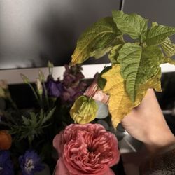 Lily West - Dead flowers